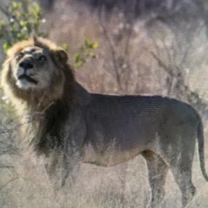 Meet your Posher, Lilian